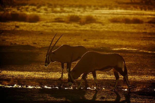 Два Південноафриканських Oryx Біля Вододілу Сутінках Транскордонному Парку Кгалагаді Пар — стокове фото