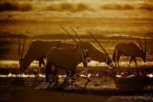 Group South African Oryx Waterhole Dawn Kgalagadi Transfrontier Park South — Stock Fotó