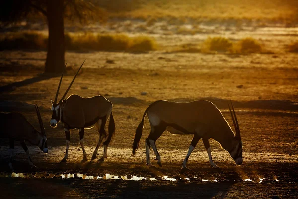 Два Південноафриканських Oryx Біля Вододілу Сутінках Транскордонному Парку Кгалагаді Пар — стокове фото