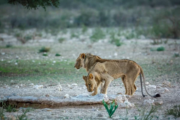 Two Young African Lions Drinking Waterhole Kgalagadi Transfrontier Park South — Stockfoto