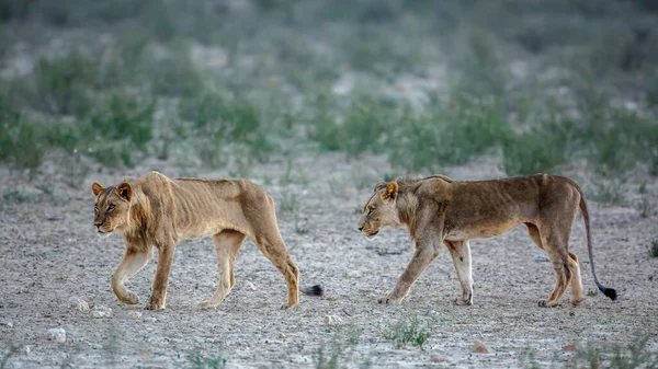 Two Young African Lion Emaciated Walking Kgalagadi Transfrontier Park South — Zdjęcie stockowe