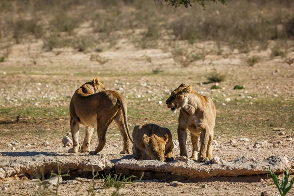 Τρία Αφρικανικά Λιοντάρια Που Πίνουν Νερόλακκο Στο Διασυνοριακό Πάρκο Kgalagadi — Φωτογραφία Αρχείου