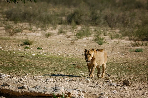 African Lioness Walking Front View Waterhole Kgalagadi Transfrontier Park South — Stock Photo, Image