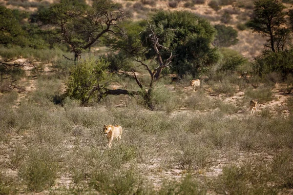 Three African Lions Walking Savannah Kgalagadi Transfrontier Park South Africa — Foto Stock