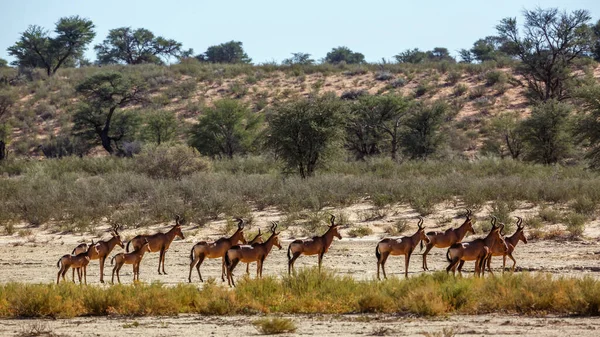 Small Group Hartebeest Dry Land Scenery Kgalagadi Transfrontier Park South — ストック写真