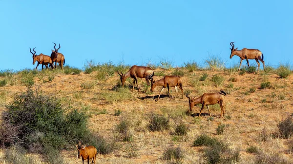 Small Group Hartebeest Grazing Sand Dune Kgalagadi Transfrontier Park South — 스톡 사진
