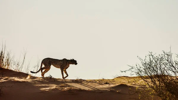 Cheetah Walking Sand Dune Isolated Sky Kgalagadi Transfrontier Park South — Stok fotoğraf