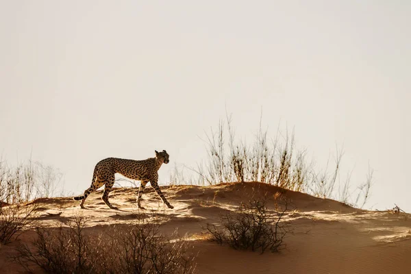 Cheetah Walking Sand Dune Isolated Sky Kgalagadi Transfrontier Park South — 스톡 사진
