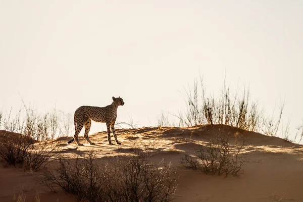 Cheetah Walking Sand Dune Dawn Kgalagadi Transfrontier Park South Africa — 스톡 사진