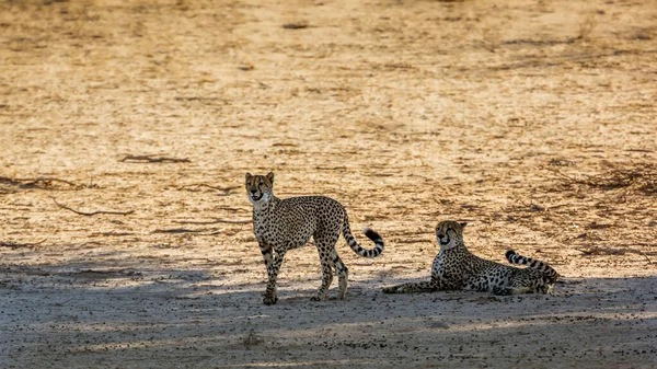 Cheetah Couple Alert Dry Land Kgalagadi Transfrontier Park South Africa — Fotografia de Stock