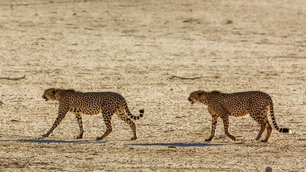 Cheetah Couple Walking Desert Land Kgalagadi Transfrontier Park South Africa — Stock fotografie