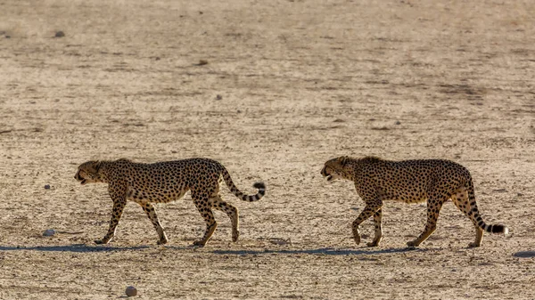 Cheetah Couple Walking Desert Land Kgalagadi Transfrontier Park South Africa — Fotografia de Stock
