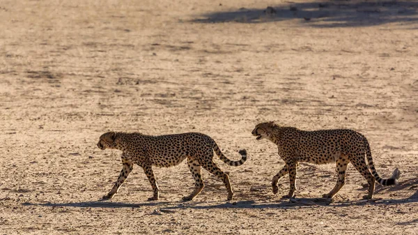 Cheetah Couple Walking Desert Land Kgalagadi Transfrontier Park South Africa — Fotografia de Stock