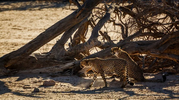 Cheetah Dél Afrikai Kgalagadi Határokon Átnyúló Parkban Specie Acinonyx Jubatus — Stock Fotó