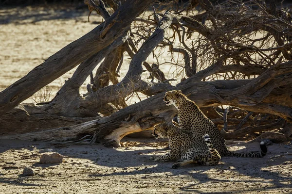 Couple Cheetahs Resting Dead Tree Shadow Kgalagadi Transfrontier Park South — Stock fotografie