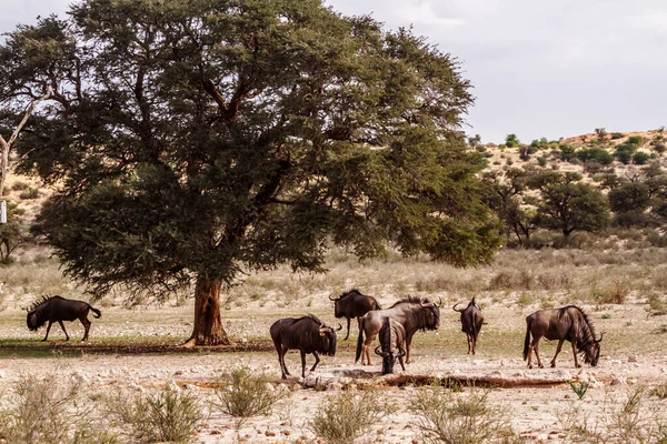 Small Group Blue Wildebeests Waterhole Kgalagadi Transfrontier Park South Africa — Foto de Stock