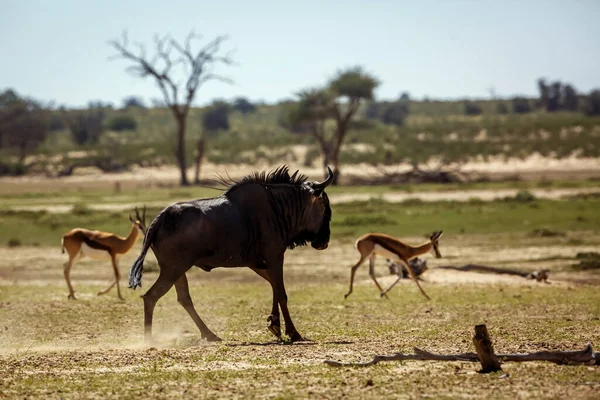 Blue Wildebeest Chasing Impala Kgalagadi Transfrontier Park South Africa Specie — ストック写真