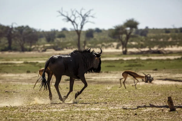 Blue Wildebeest Chasing Impala Kgalagadi Transfrontier Park South Africa Specie — 스톡 사진