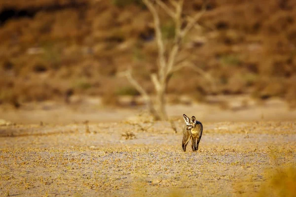 Αλεπού Νυχτερίδες Που Στέκεται Μπροστά Στην Ξηρά Στο Διασυνοριακό Πάρκο — Φωτογραφία Αρχείου