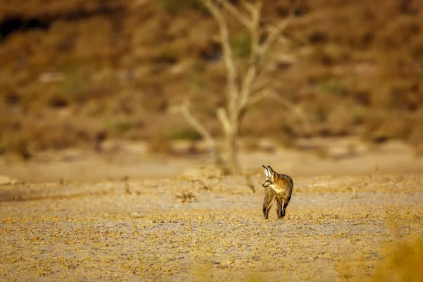 Bat Eared Fox Standing Front View Dry Land Kgalagadi Transfrontier — Stockfoto