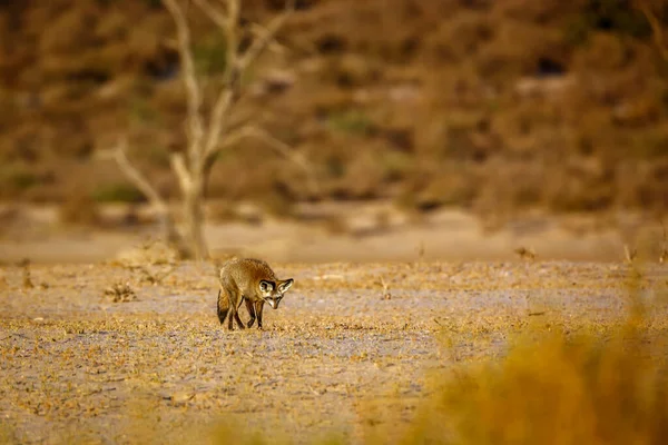 Bat Eared Fox Walking Front View Dry Land Kgalagadi Transfrontier — Foto Stock