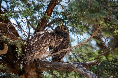 Couple of Spotted Eagle-Owl standing in a tree in Kgalagadi transfrontier park, South Africa; specie Bubo africanus family of Strigidae