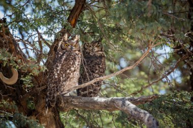 Couple of Spotted Eagle-Owl standing in a tree in Kgalagadi transfrontier park, South Africa; specie Bubo africanus family of Strigidae