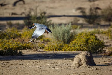 Pale Chanting-Goshawk taking off from termite mound in Kgalagadi transfrontier park, South Africa; specie Melierax canorus family of Accipitridae