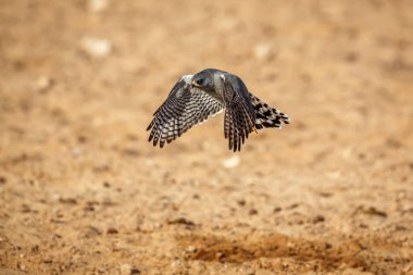 Pale Chanting-Goshawk in flight over dry land in Kgalagadi transfrontier park, South Africa; specie Melierax canorus family of Accipitridae