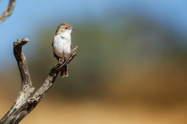 Mariqua Flycatcher standing on a branch isolated in natural background in Kgalagadi transfrontier park, South Africa; specie family Melaenornis mariquensis of Musicapidae