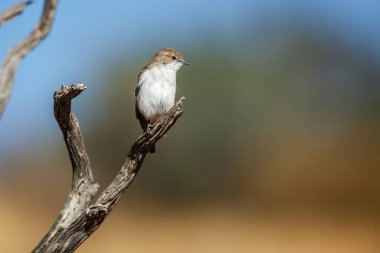 Mariqua Flycatcher standing on a branch isolated in natural background in Kgalagadi transfrontier park, South Africa; specie family Melaenornis mariquensis of Musicapidae