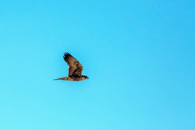 Lanner Falcon flying isolated in blue sky in Kgalagadi transfrontier park, South Africa; specie Falco biarmicus family of Falconidae
