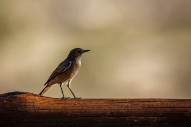 Familiar Chat standing on a log isolated in natural background in Kgalagadi transfrontier park, South Africa; specie Oenanthe familiaris family of Musicapidae