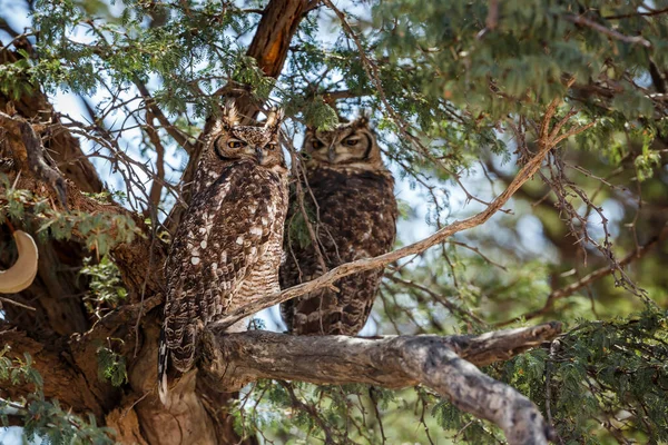 Couple Spotted Eagle Owl Standing Tree Kgalagadi Transfrontier Park South — Zdjęcie stockowe