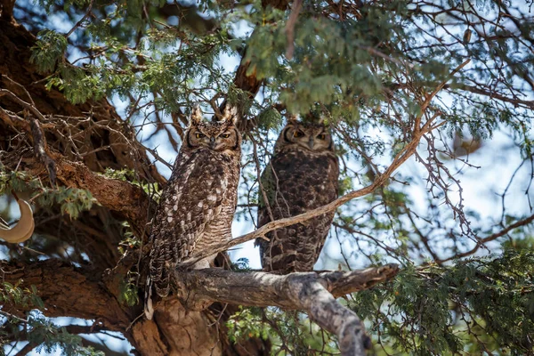 Пара Spotted Eagle Owl Стоячи Дереві Транскордонному Парку Кгалагаді Південна — стокове фото