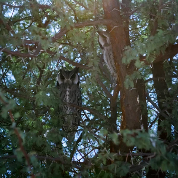 Couple of Southern White-faced Owls hiding in a tree in Kgalagadi transfrontier park, South Africa; specie Ptilopsis granti family of Strigidae