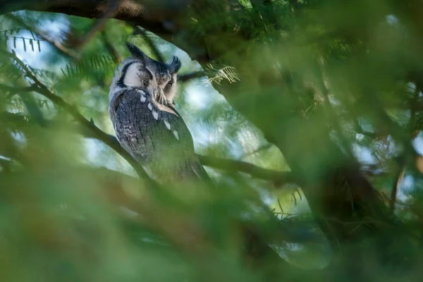 Southern White Faced Owl Hiding Green Foliage Kgalagadi Transfrontier Park — Foto Stock