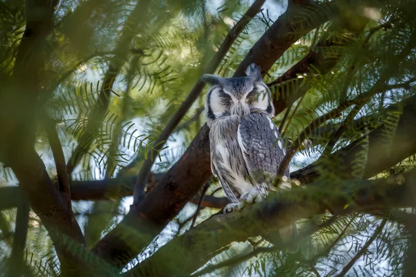 Southern White Faced Owl Hiding Tree Day Time Kgalagadi Transfrontier — Zdjęcie stockowe