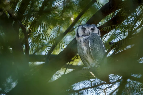 Southern White Faced Owl Hiding Tree Day Time Kgalagadi Transfrontier — Zdjęcie stockowe