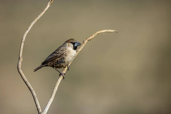 Sociable Weaver Standing Branch Isolated Natural Background Kgalagadi Transfrontier Park — Stock fotografie