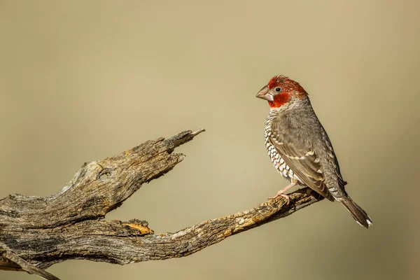 Red Headed Finch Male Standing Log Kgalagadi Transfrontier Park South — Stockfoto