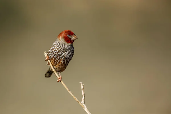 Red Headed Finch Male Standing Branch Kgalagadi Transfrontier Park South — Stock Photo, Image