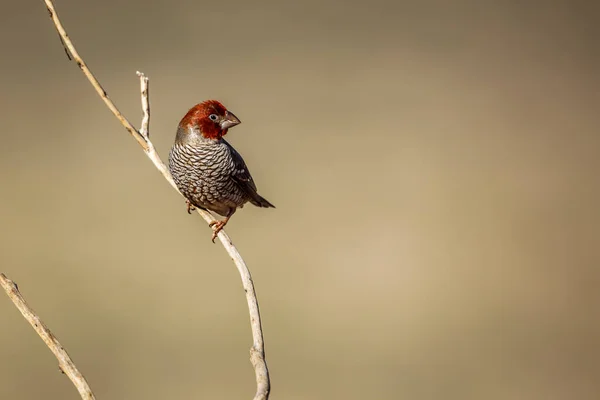 Red Headed Finch Male Standing Branch Kgalagadi Transfrontier Park South — Stock Photo, Image
