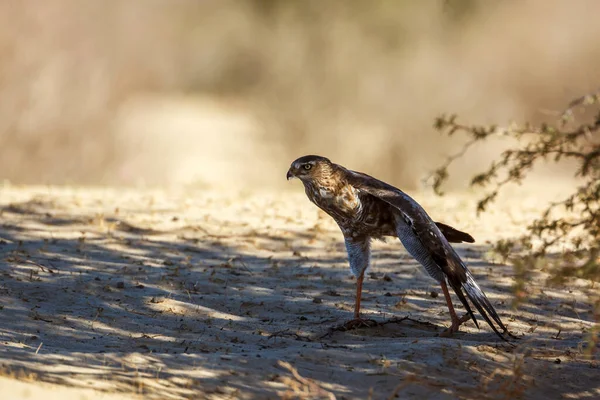 Pale Chanting Goshawk Immature Spreading Wings Kgalagadi Transfrontier Park South — ストック写真