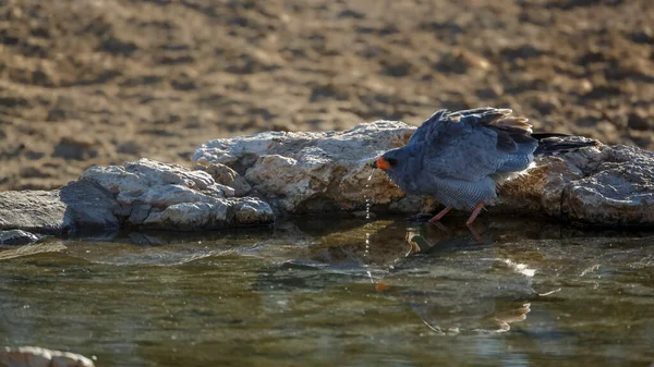 Pale Chanting Goshawk Drinking Waterhole Kgalagadi Transfrontier Park South Africa — Stockfoto