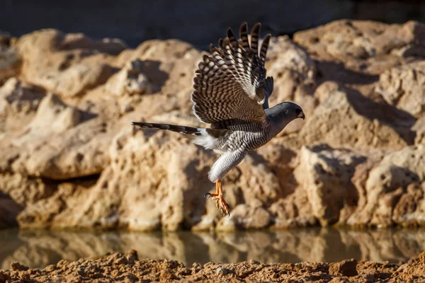 Pale Chanting Goshawk Flying Waterhole Kgalagadi Transfrontier Park South Africa — Stockfoto