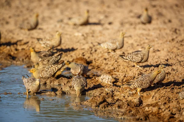 Namaqua Sandgrouse Drinking Waterhole Kgalagadi Transfrontier Park South Africa Specie — Stockfoto