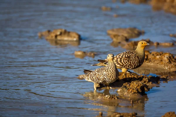 Couple Namaqua Sandgrouse Drinking Waterhole Kgalagadi Transfrontier Park South Africa — Stockfoto