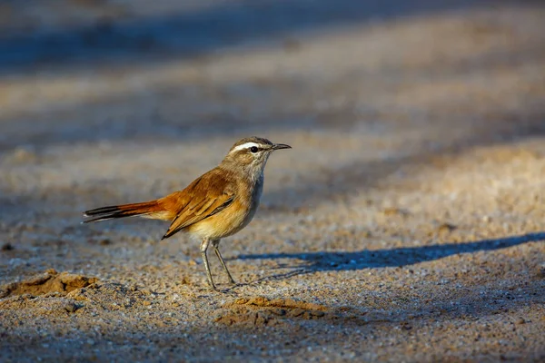 Kalahari Scrub Robin Sand Kgalagadi Transfrontier Park South Africa Specie — Zdjęcie stockowe