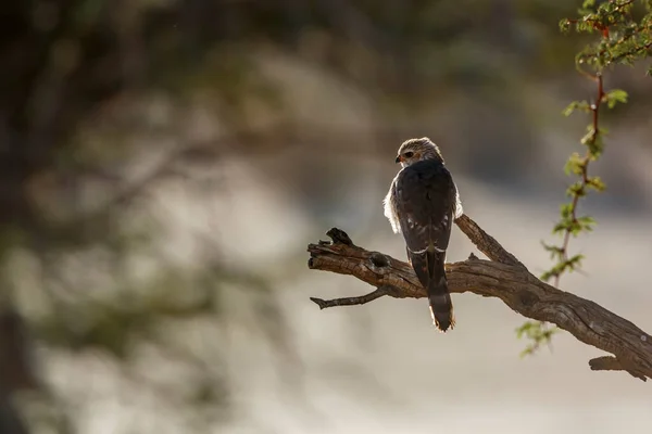 Gabar Goshawk Juvenile Standing Backlit Rear View Branch Kgalagadi Transfrontier — Stock fotografie